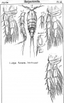 Idya furcata from Sars, G.O. 1905 Idya furcata from Sars, G.O. 1905