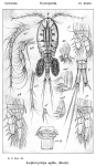 Leptocyclops agilis from Sars, G.O. 1914 Leptocyclops agilis from Sars, G.O. 1914