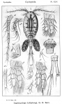 Leptocyclops lilljeborgi from Sars, G.O. 1914 Leptocyclops lilljeborgi from Sars, G.O. 1914
