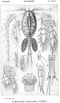 Leptocyclops macruroides from Sars, G.O. 1914 Leptocyclops macruroides from Sars, G.O. 1914
