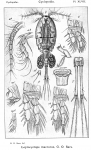 Leptocyclops macrurus from Sars, G.O. 1914 Leptocyclops macrurus from Sars, G.O. 1914