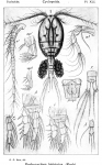 Pachycyclops bistriatus from Sars, G.O. 1914 Pachycyclops bistriatus from Sars, G.O. 1914