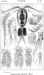 Pachycyclops signatus from Sars, G.O. 1914 Pachycyclops signatus from Sars, G.O. 1914