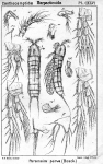 Parameira parva from Sars, G.O. 1907 Parameira parva from Sars, G.O. 1907