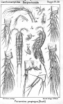 Parameira propinqua from Sars, G.O. 1911 Parameira propinqua from Sars, G.O. 1911
