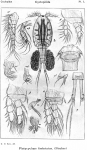 Platycyclops fimbriatus from Sars, G.O. 1914 Platycyclops fimbriatus from Sars, G.O. 1914