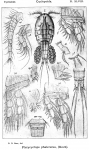 Platycyclops phaleratus from Sars, G.O. 1914 Platycyclops phaleratus from Sars, G.O. 1914