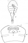 Psamathe longicauda from Brian, A 1921 Psamathe longicauda from Brian, A 1921