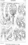 Pseudomolgus leptostylis from Sars, G.O. 1918 Pseudomolgus leptostylis from Sars, G.O. 1918