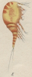 Westwoodia nobilis from Brian, A 1921 Westwoodia nobilis from Brian, A 1921