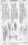 Westwoodia nobilis from Sars, G.O. 1906 Westwoodia nobilis from Sars, G.O. 1906
