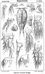 Idomene forficata from Sars, G.O. 1906 Idomene forficata from Sars, G.O. 1906