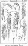 Laophonte longicaudata from Sars, G.O. 1908 Laophonte longicaudata from Sars, G.O. 1908