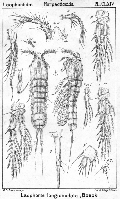 Laophonte longicaudata from Sars, G.O. 1908