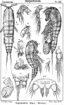 Parathalestris clausii from Sars, G.O. 1905 Parathalestris clausii from Sars, G.O. 1905