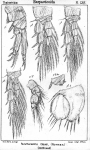 Parathalestris clausii from Sars, G.O. 1905 Parathalestris clausii from Sars, G.O. 1905