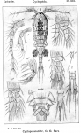 Cyclops scutifer from Sars, G.O. 1913 Cyclops scutifer from Sars, G.O. 1913