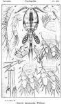 Euryte longicauda from Sars, G.O. 1913 Euryte longicauda from Sars, G.O. 1913