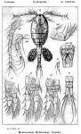 Mesocyclops dybowskii from Sars, G.O. 1914 Mesocyclops dybowskii from Sars, G.O. 1914