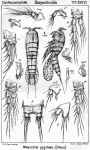 Mesochra pygmaea from Sars, G.O. 1907 Mesochra pygmaea from Sars, G.O. 1907