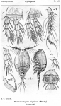 Dermatomyzon nigripes from Sars, G.O. 1914 Dermatomyzon nigripes from Sars, G.O. 1914