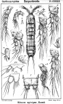 Nitokra spinipes from Sars, G.O. 1911 Nitokra spinipes from Sars, G.O. 1911