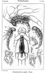 Notopterophorus papilio from Sars, G.O. 1921 Notopterophorus papilio from Sars, G.O. 1921