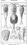 Notodelphys allmani from Sars, G.O. 1921 Notodelphys allmani from Sars, G.O. 1921
