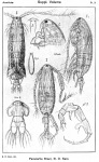 Paracartia grani from Sars, G.O. 1919 Paracartia grani from Sars, G.O. 1919