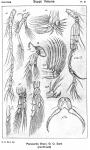 Paracartia grani from Sars, G.O. 1919 Paracartia grani from Sars, G.O. 1919