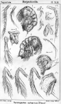 Porcellidium fimbriatum from Sars, G.O. 1904 Porcellidium fimbriatum from Sars, G.O. 1904