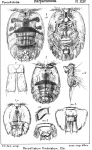 Porcellidium fimbriatum from Sars, G.O. 1904 Porcellidium fimbriatum from Sars, G.O. 1904