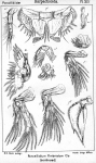 Porcellidium fimbriatum from Sars, G.O. 1904 Porcellidium fimbriatum from Sars, G.O. 1904