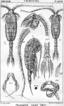 Pleuromamma robusta from Sars, G.O. 1902 Pleuromamma robusta from Sars, G.O. 1902