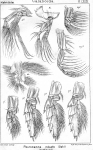 Pleuromamma robusta from Sars, G.O. 1902 Pleuromamma robusta from Sars, G.O. 1902