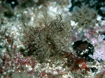 Abietinaria filicula Abietinaria filicula