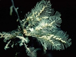 Aglaophenia pluma Aglaophenia pluma