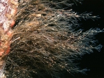 Amphisbetia operculata Amphisbetia operculata