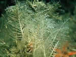 Diphasia fallax Diphasia fallax