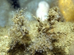 Eudendrium annulatum Norman, 1864 Eudendrium annulatum Norman, 1864