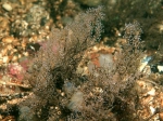Eudendrium arbuscula Hincks, 1868 Eudendrium arbuscula Hincks, 1868