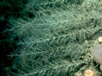 Halecium plumosum Hincks, 1868 Halecium plumosum Hincks, 1868