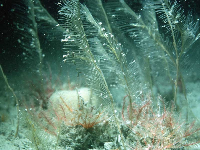 Lytocarpia myriophyllum (Linnaeus, 1758)