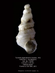 Turritella algida Melvill & Standen, 1912 Turritella algida Melvill & Standen, 1912