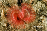 Chone aurantiaca Chone aurantiaca