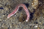 Paranaitis polynoides Paranaitis polynoides