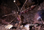 Praxillura maculata Praxillura maculata