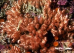 Salmacina tribranchiata Salmacina tribranchiata