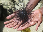 Diadema setosum Diadema setosum