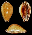 Perisserosa guttata guttata (Gmelin, J.F., 1791) Perisserosa guttata guttata (Gmelin, J.F., 1791)